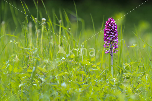 Soldaatje (Orchis militaris)