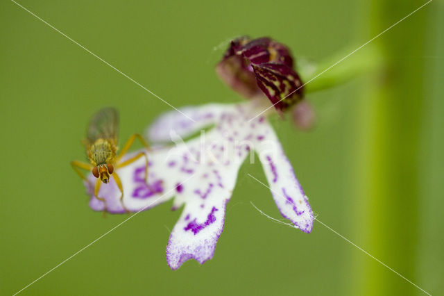 Soldaatje (Orchis militaris)