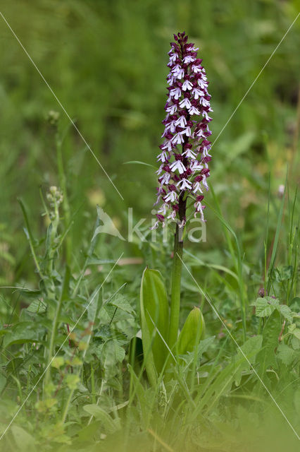 Military Orchid (Orchis militaris)