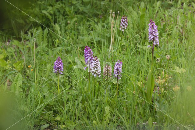 Military Orchid (Orchis militaris)