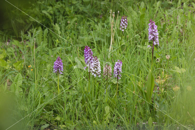 Military Orchid (Orchis militaris)