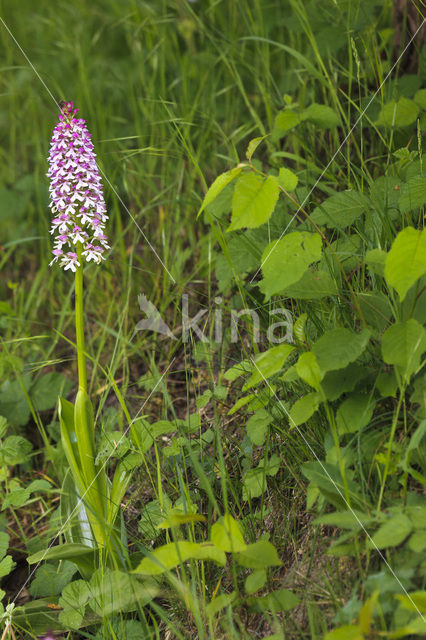 Military Orchid (Orchis militaris)