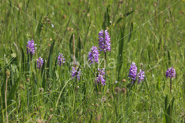 Military Orchid (Orchis militaris)