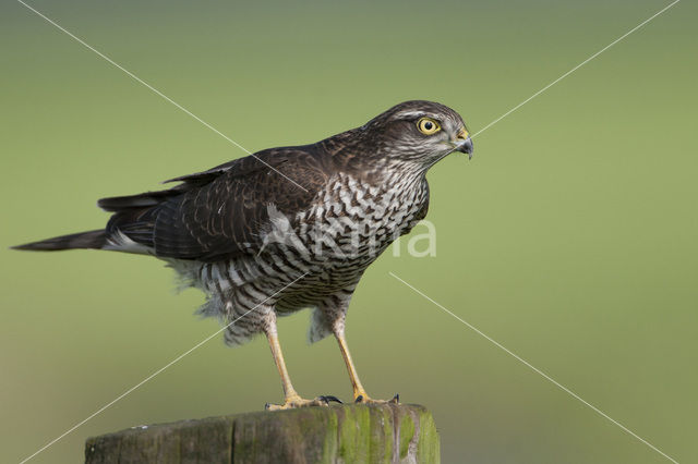 Sparrow Hawk (Accipiter nisus)