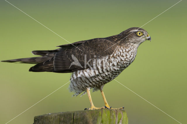 Sparrow Hawk (Accipiter nisus)