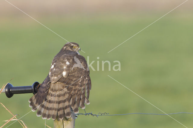 Sperwer (Accipiter nisus)