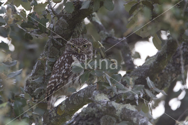 Little Owl (Athene noctua)