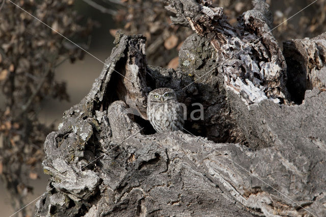 Steenuil (Athene noctua)