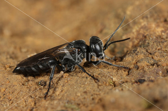 Tachysphex unicolor