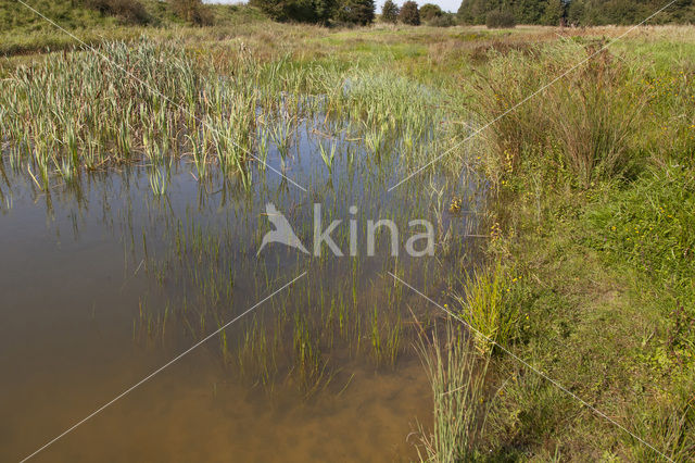 Scarce Blue-tailed Damselfly (Ischnura pumilio)