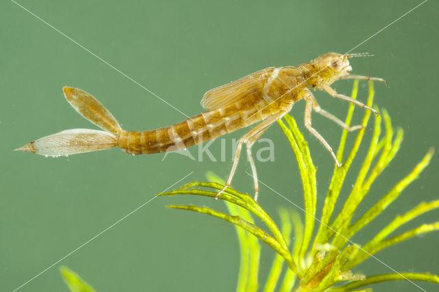 Scarce Blue-tailed Damselfly (Ischnura pumilio)
