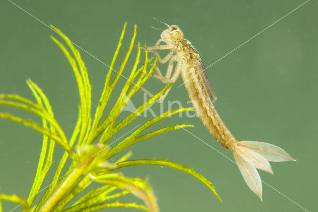 Tengere grasjuffer (Ischnura pumilio)