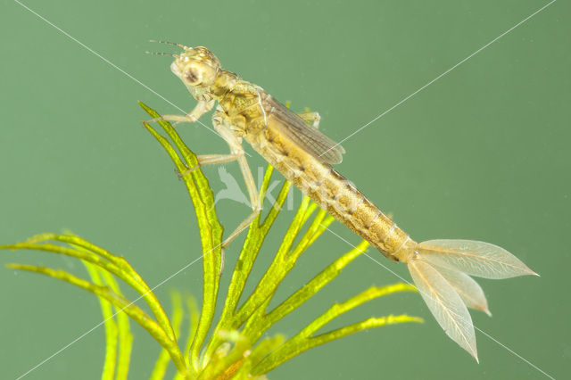 Tengere grasjuffer (Ischnura pumilio)