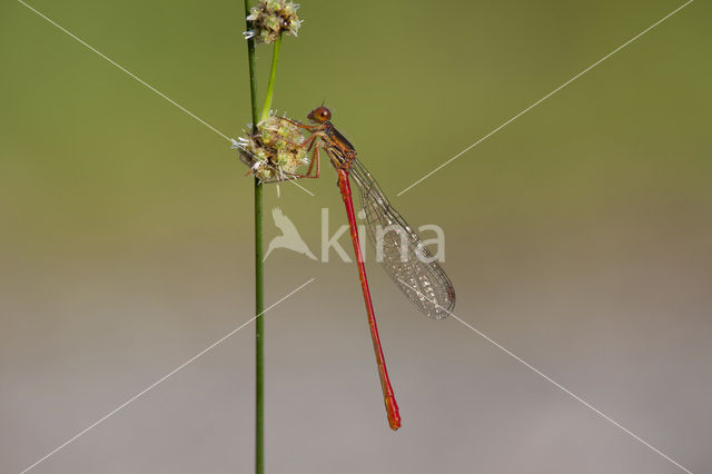 Turkish Red Damsel (Ceriagrion georgifreyi)