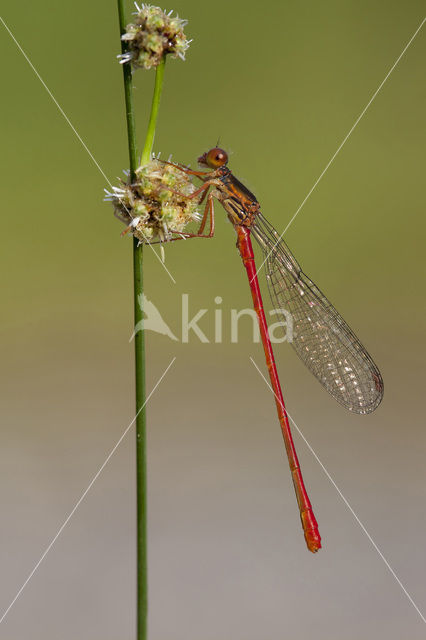 Turkish Red Damsel (Ceriagrion georgifreyi)