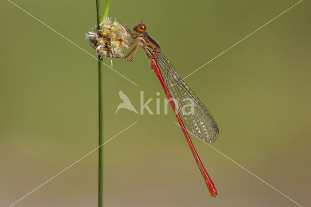 Turkish Red Damsel (Ceriagrion georgifreyi)