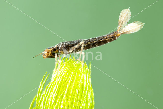 Turkish Red Damsel (Ceriagrion georgifreyi)