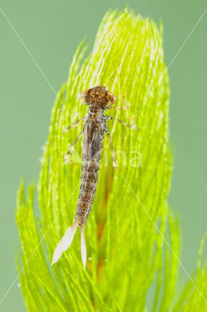 Turkish Red Damsel (Ceriagrion georgifreyi)