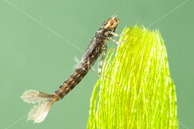 Turkish Red Damsel (Ceriagrion georgifreyi)