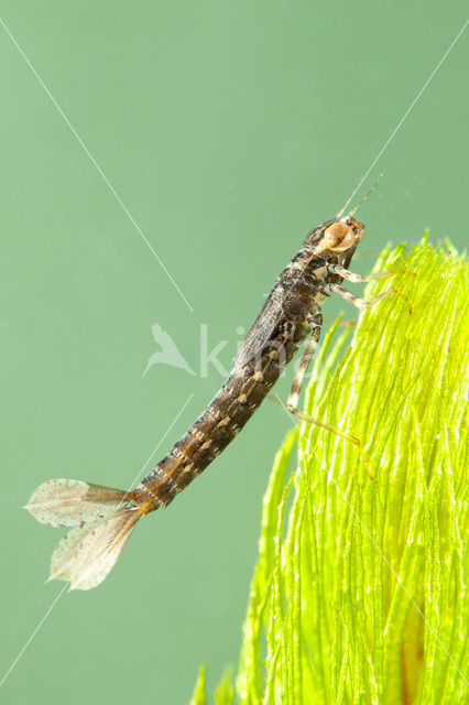 Turkish Red Damsel (Ceriagrion georgifreyi)