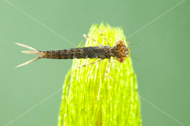 Turkish Red Damsel (Ceriagrion georgifreyi)