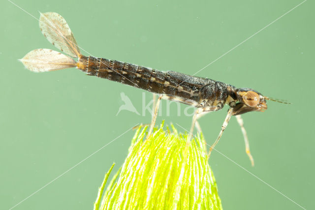 Turkish Red Damsel (Ceriagrion georgifreyi)