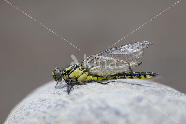 Gomphus schneiderii
