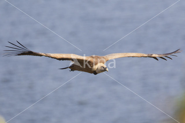 Eurasian Griffon (Gyps fulvus)