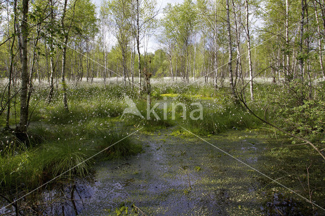 Veenpluis (Eriophorum angustifolium)