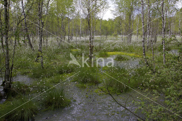 Common Cottongrass (Eriophorum angustifolium)