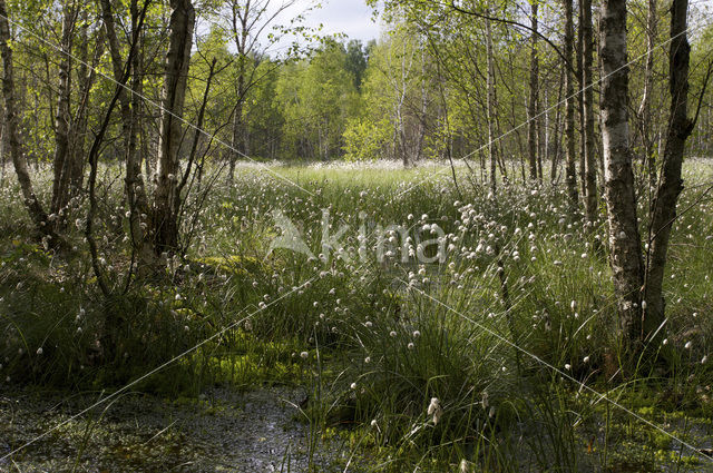 Common Cottongrass (Eriophorum angustifolium)