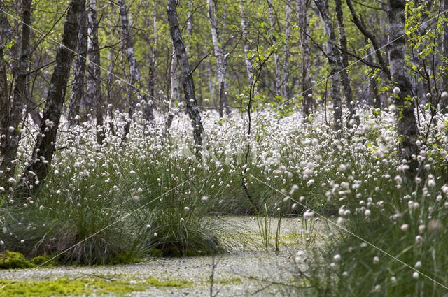 Veenpluis (Eriophorum angustifolium)