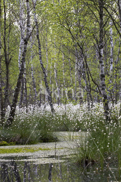 Common Cottongrass (Eriophorum angustifolium)