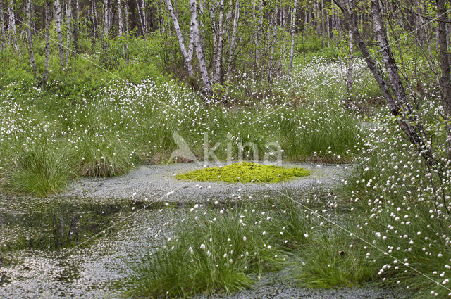 Common Cottongrass (Eriophorum angustifolium)