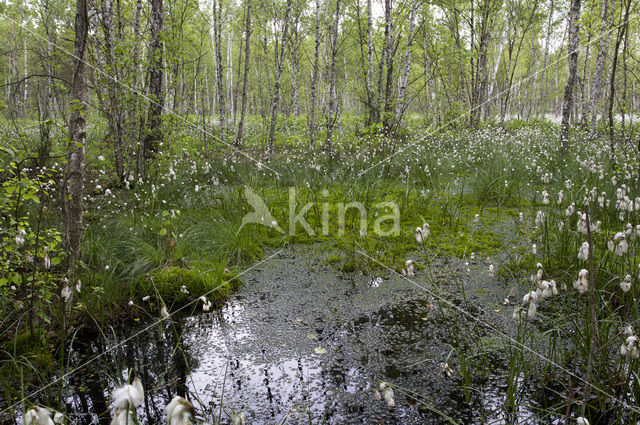 Common Cottongrass (Eriophorum angustifolium)