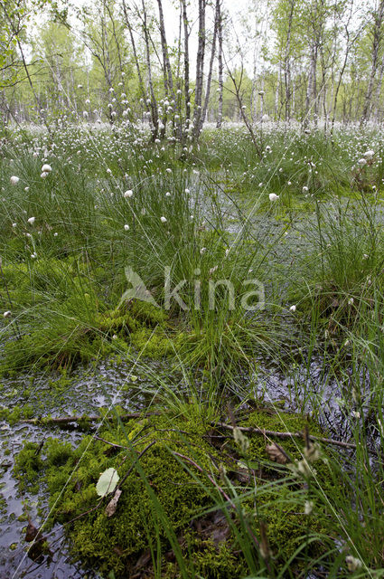 Veenpluis (Eriophorum angustifolium)