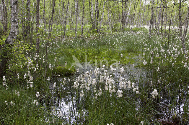 Veenpluis (Eriophorum angustifolium)