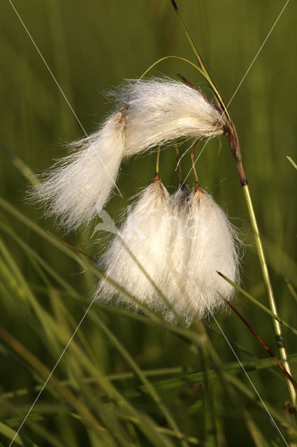 Veenpluis (Eriophorum angustifolium)