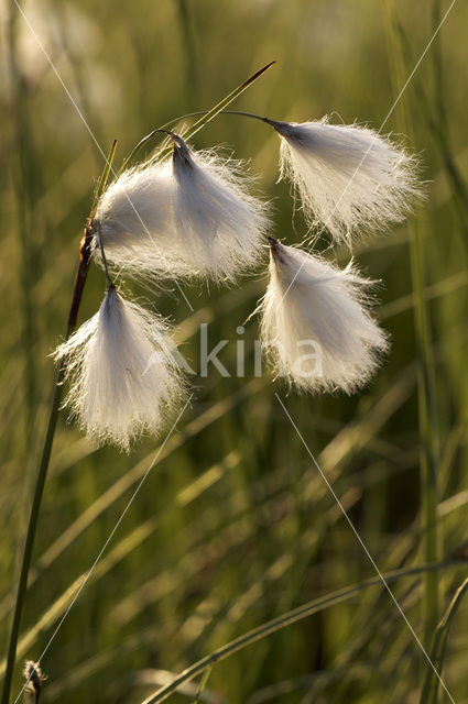 Veenpluis (Eriophorum angustifolium)