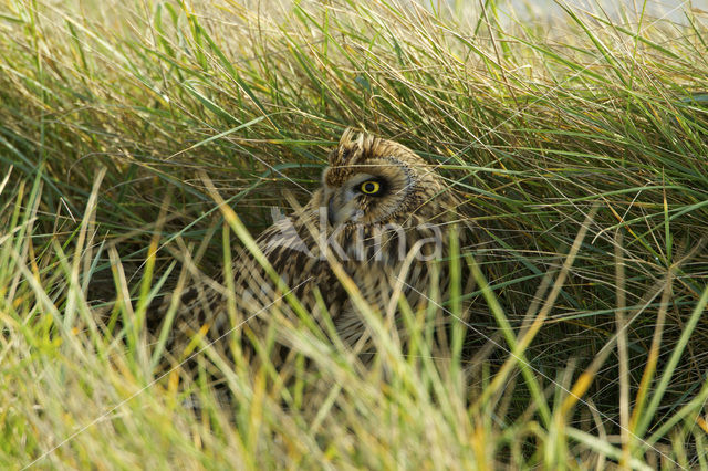 Short-eared Owl (Asio flammeus)