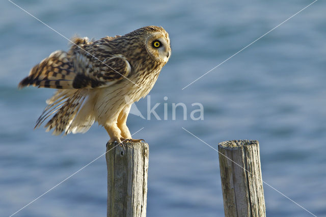 Short-eared Owl (Asio flammeus)