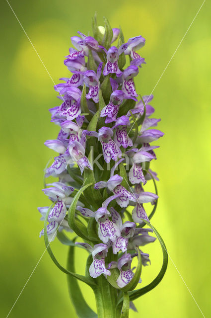 Early Marsh-orchid (Dactylorhiza incarnata)