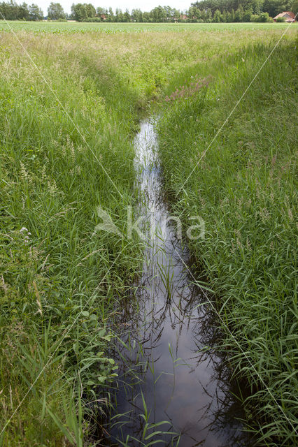 Vogelwaterjuffer (Coenagrion ornatum)