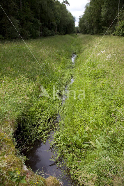 Vogelwaterjuffer (Coenagrion ornatum)