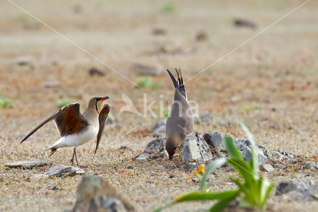 Collared Pratincole (Glareola pratincola)