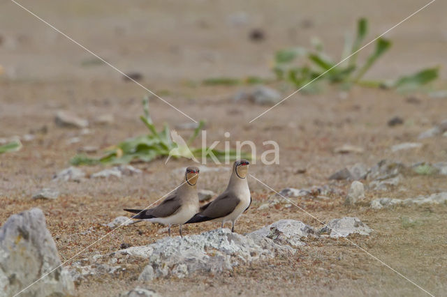 Collared Pratincole (Glareola pratincola)