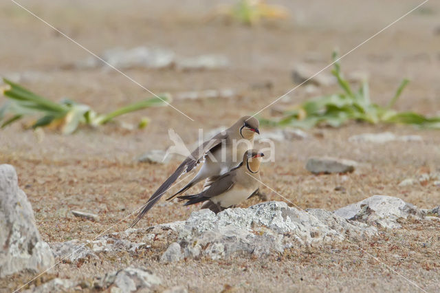 Collared Pratincole (Glareola pratincola)