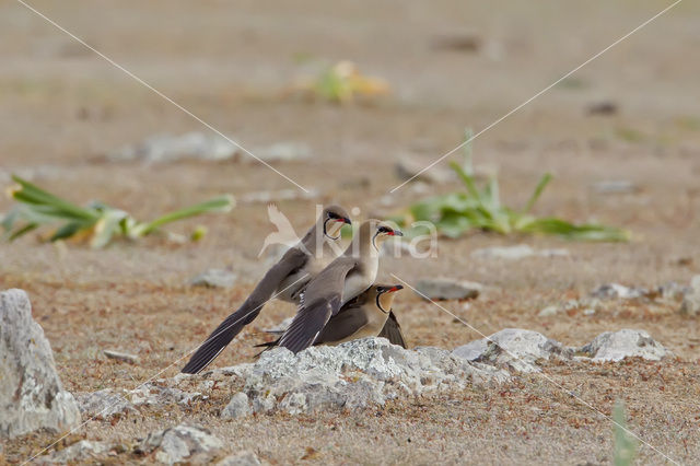Collared Pratincole (Glareola pratincola)