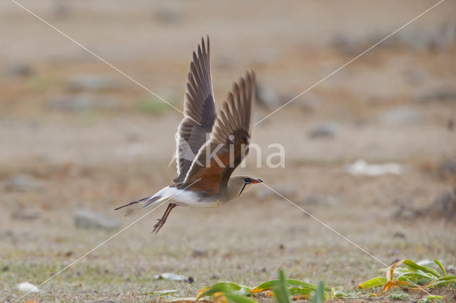 Collared Pratincole (Glareola pratincola)