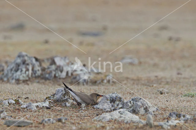 Collared Pratincole (Glareola pratincola)